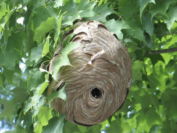 Hogyan védekezzünk profi módon darázsirtás során?